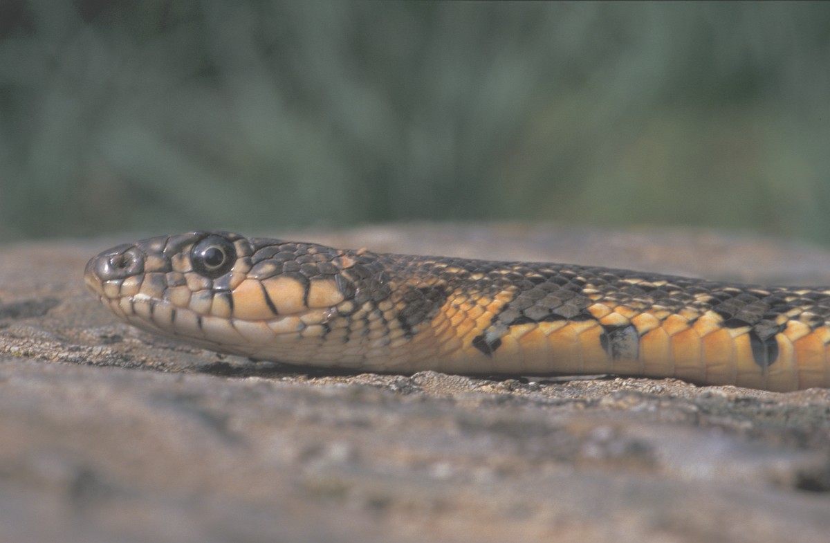 Coluber hippocrepis, Horseshoe Whip Snake